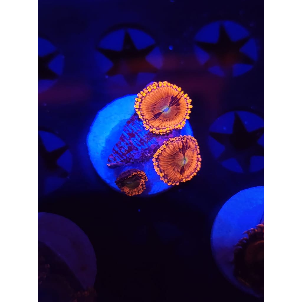 Playboy Bunny Zoanthid Frag WYSIWYG!