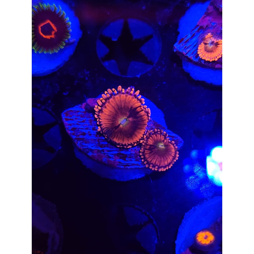 Playboy Bunny Zoanthid Frag WYSIWYG!