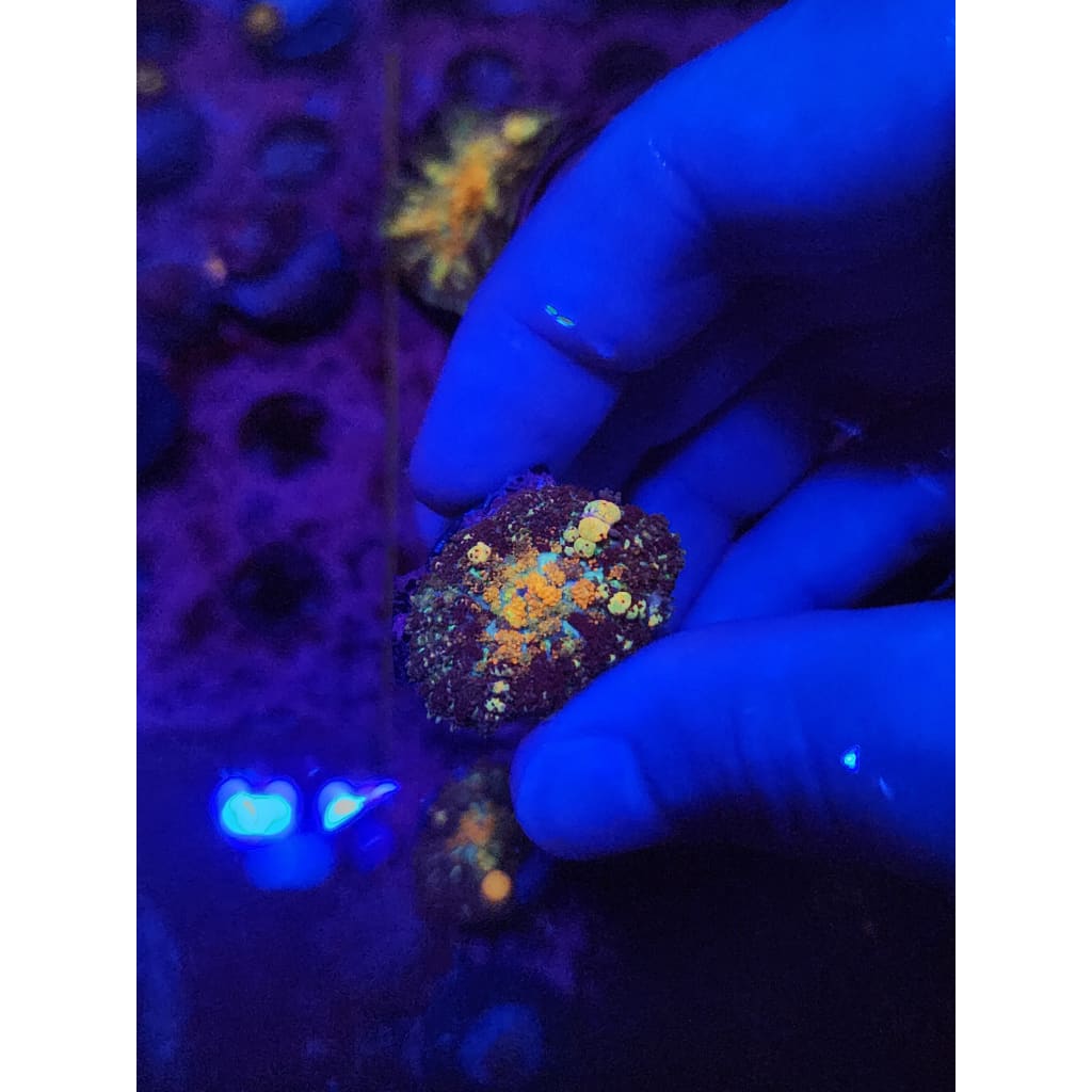 Powerball Bounce Mushroom WYSIWYG!