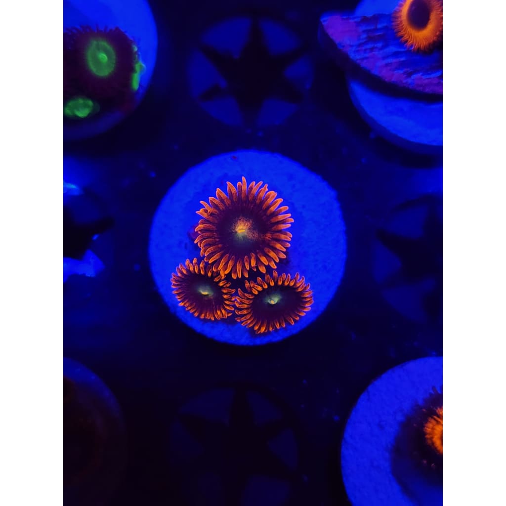 Punk Rocker Zoanthid Frag WYSIWYG!