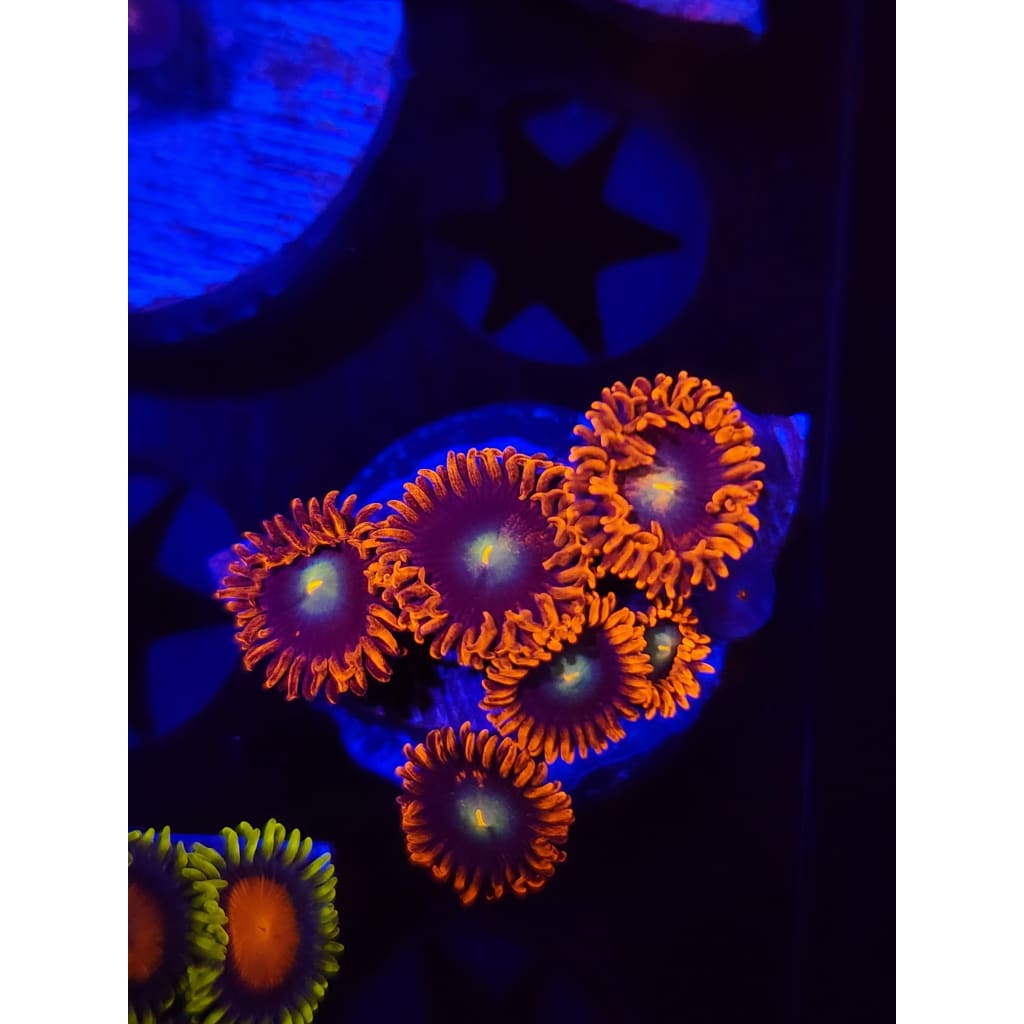 Punk Rockers Zoanthid Frag WYSIWYG!