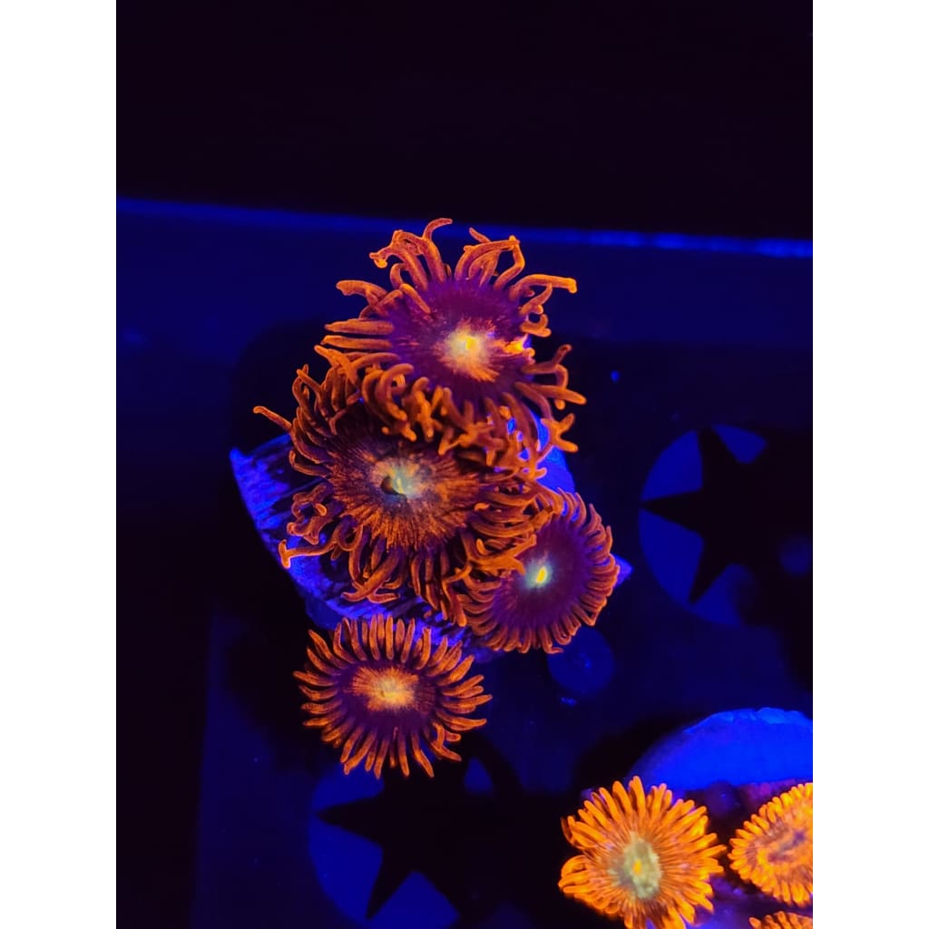 Punk Rockers Zoanthid Frag WYSIWYG!