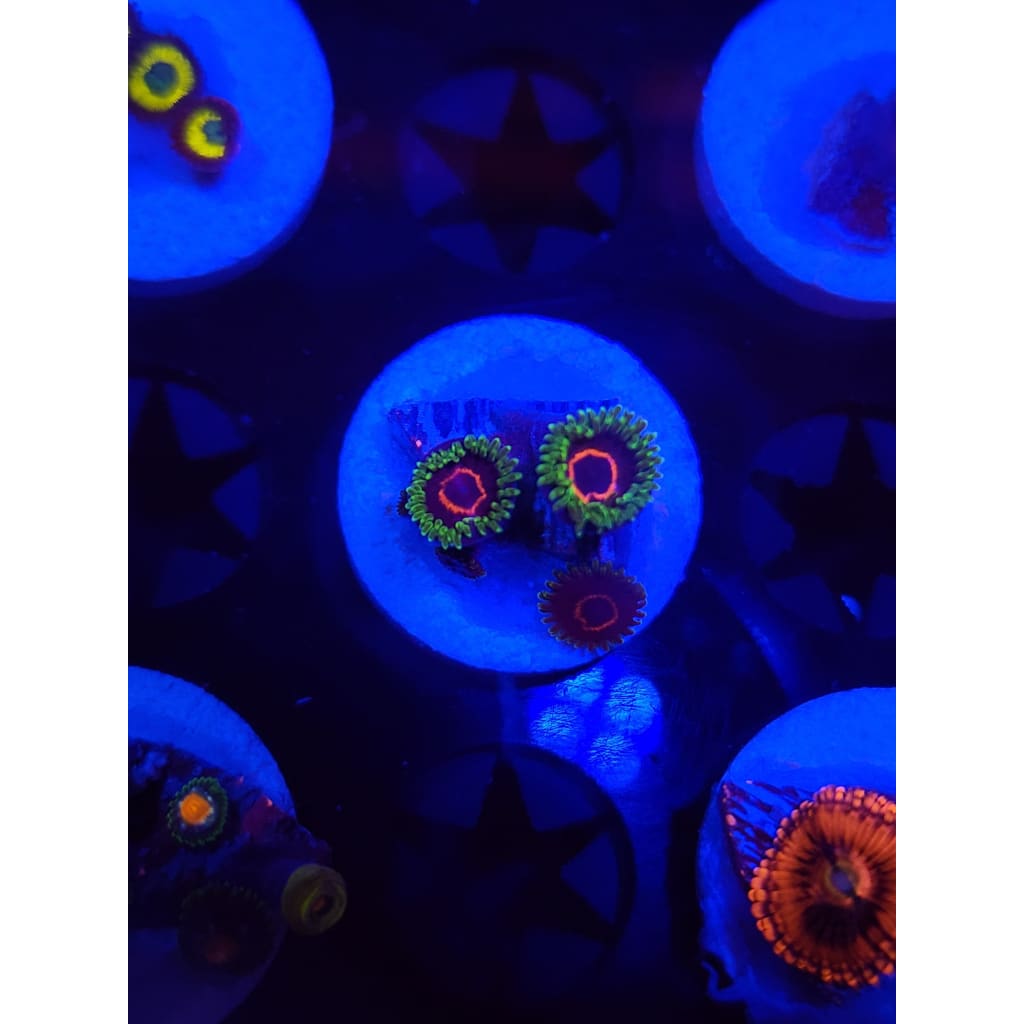 Purple Heart Zoanthid Frag WYSIWYG!