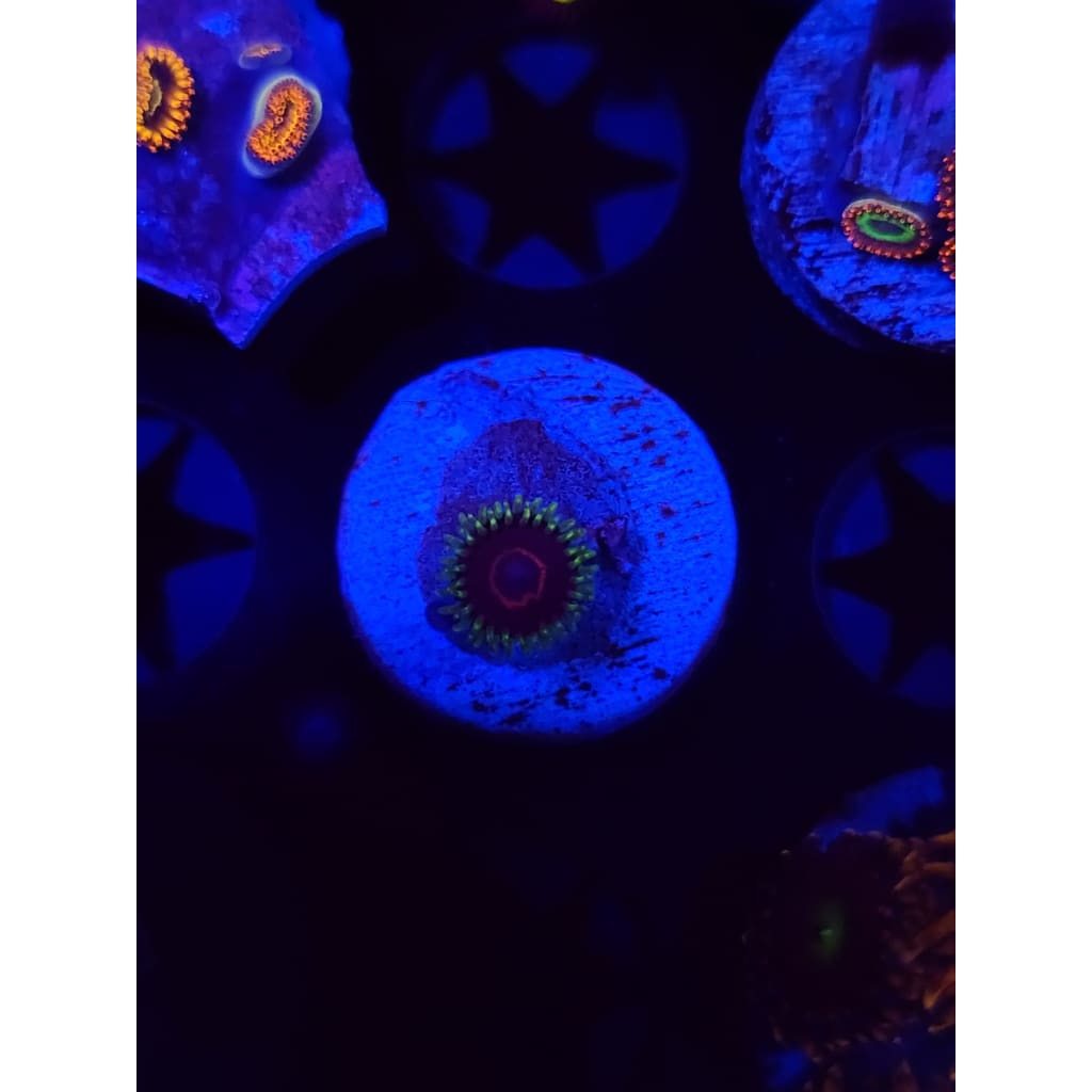 Purple Heart Zoanthid Frag WYSIWYG!