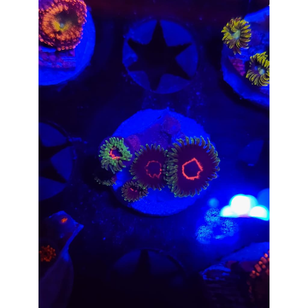 Purple Hearts Zoanthid Frag WYSIWYG!