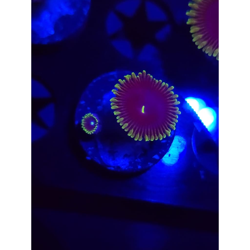 Purple People Eater Zoanthid Frag WYSIWYG!