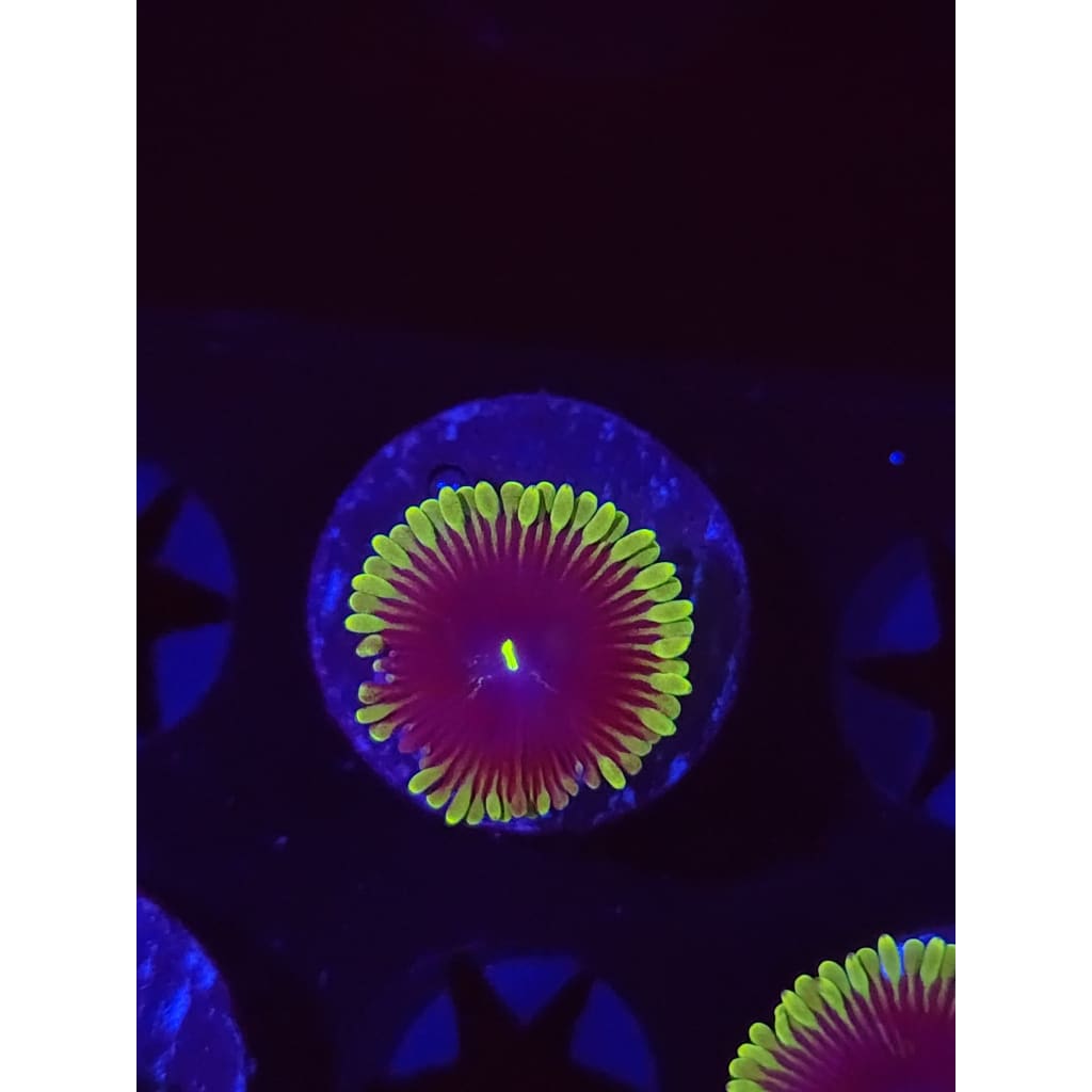 Purple People Eater Zoanthid Frag WYSIWYG!