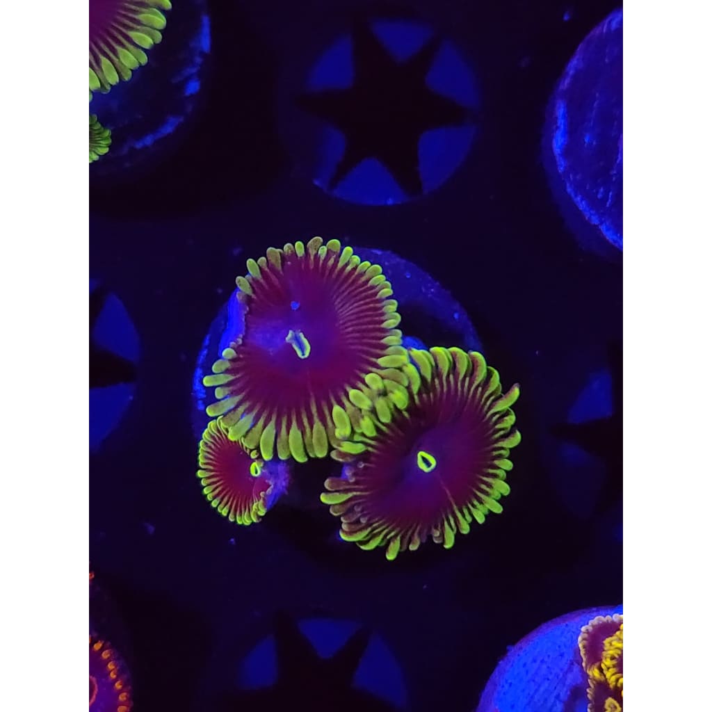 Purple People Eaters Zoanthid Frag WYSIWYG!