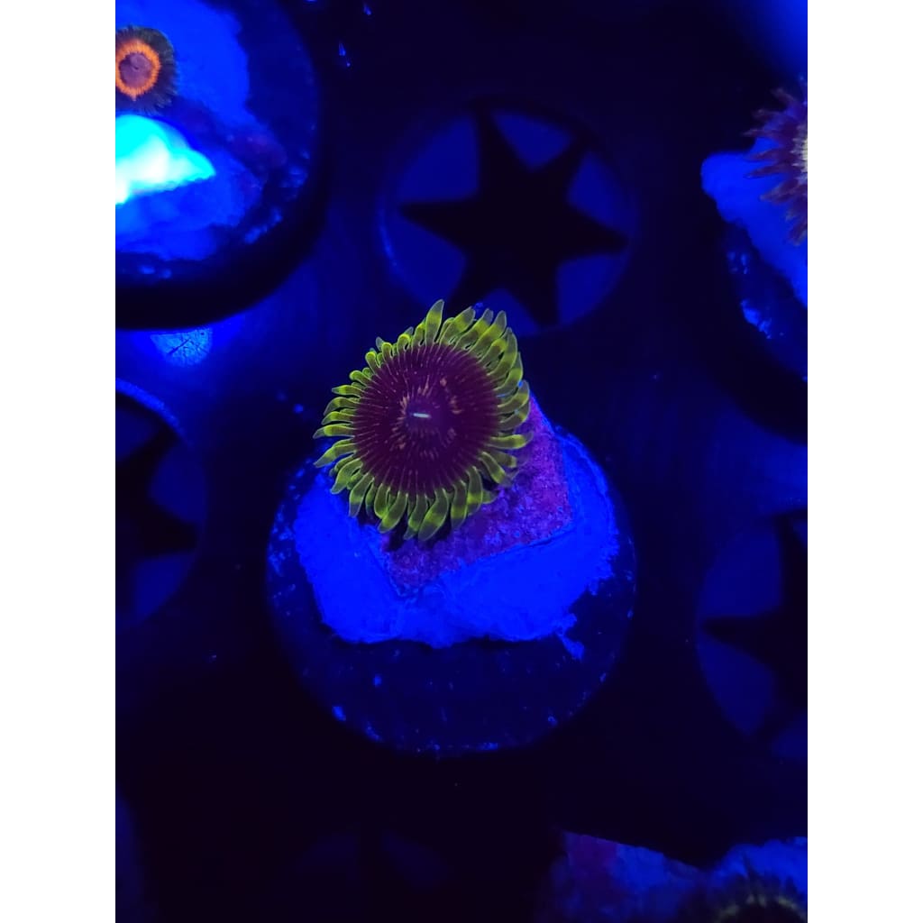 Purple Valor Zoanthid Frag WYSIWYG!