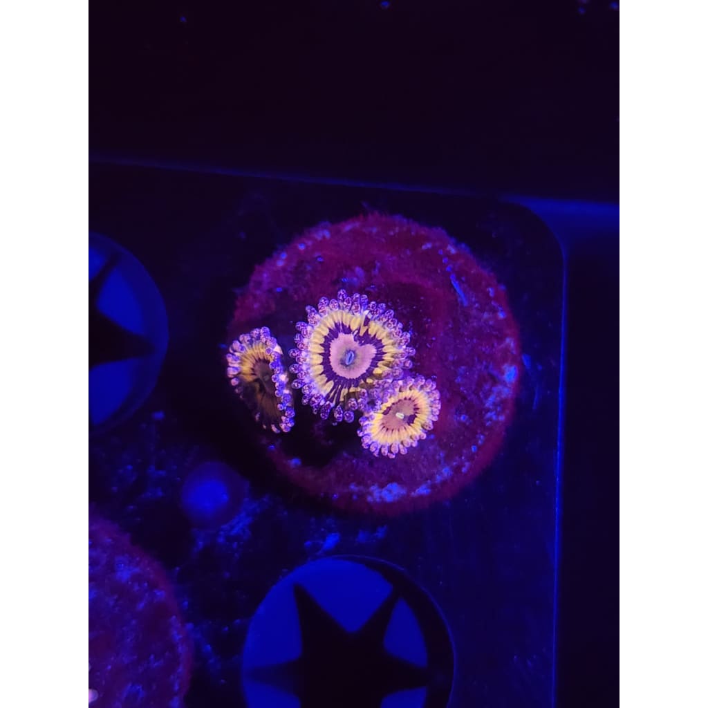 Queen Stratosphere Zoanthid Frag WYSIWYG!