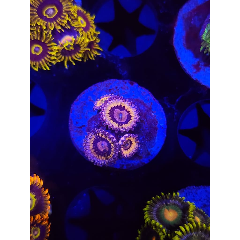 Queen Stratosphere Zoanthid Frag WYSIWYG!