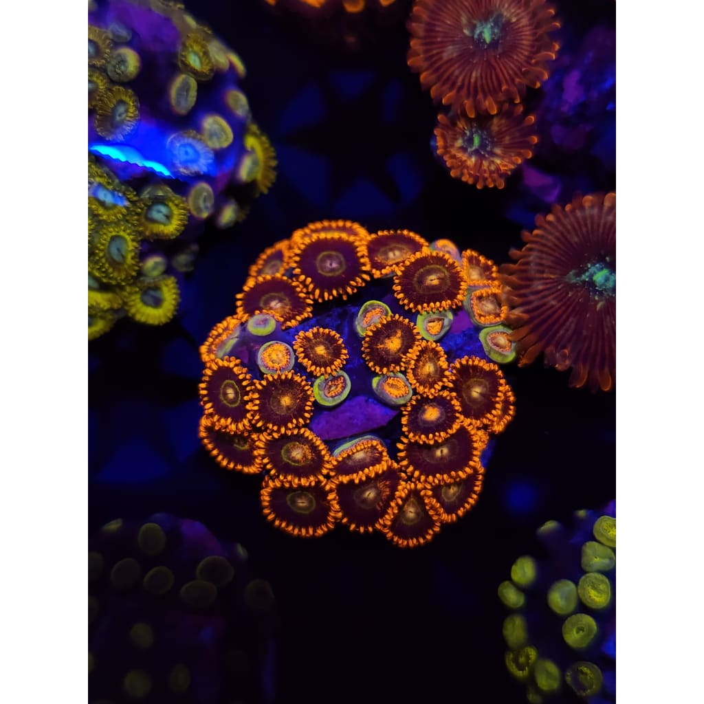 Rainbow Hornet Zoanthid Frag WYSIWYG!