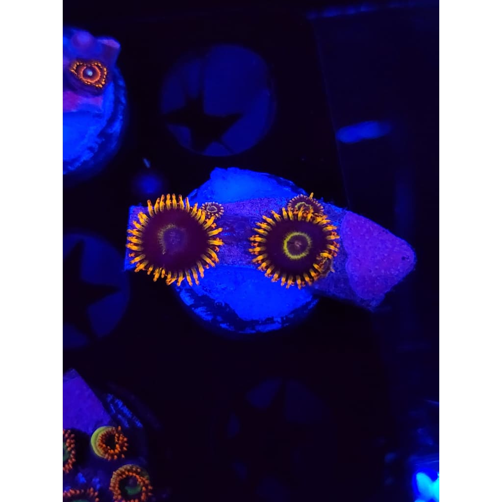 Rainbow Hornet Zoanthid Frag WYSIWYG!