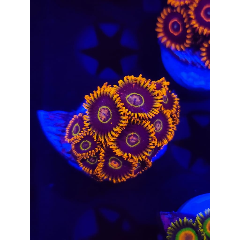 Rainbow Hornet Zoanthid Frag WYSIWYG!