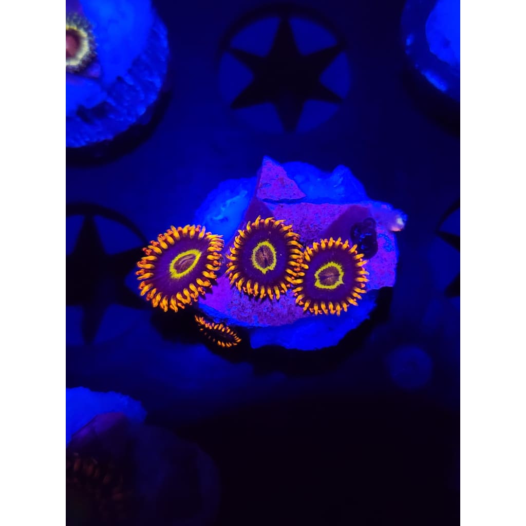Rainbow Hornet Zoanthid Frag WYSIWYG!