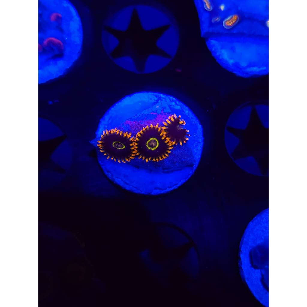 Rainbow Hornet Zoanthid Frag WYSIWYG!