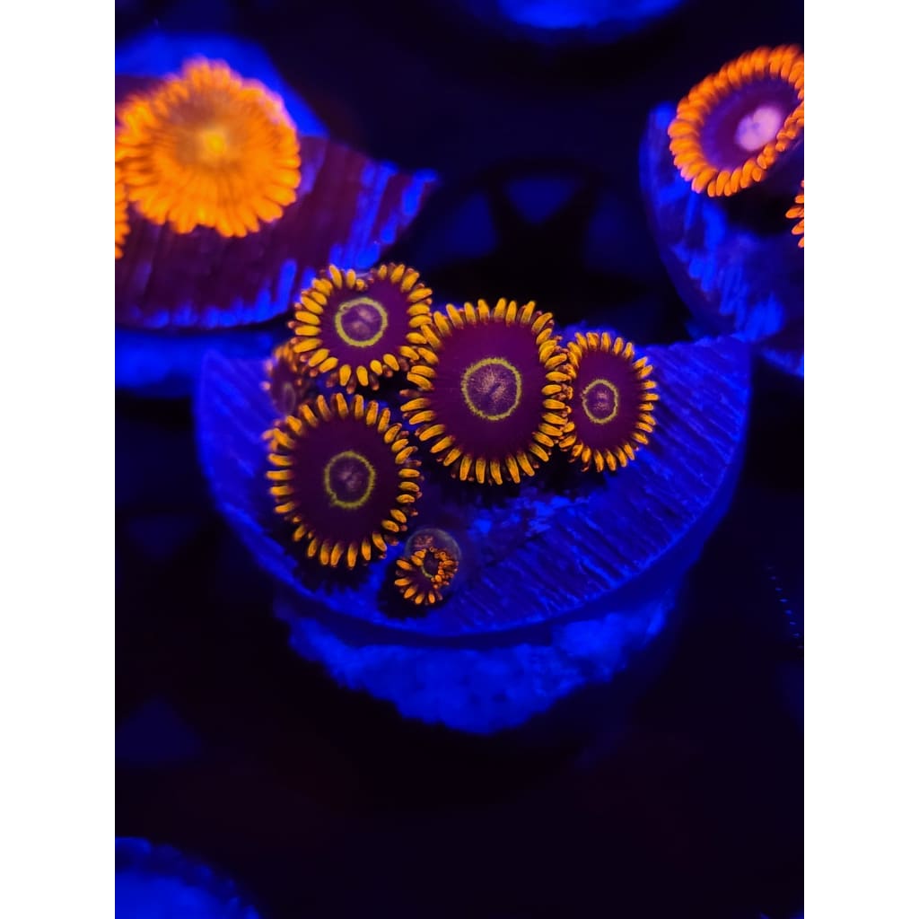 Rainbow Hornet Zoanthid Frag WYSIWYG!