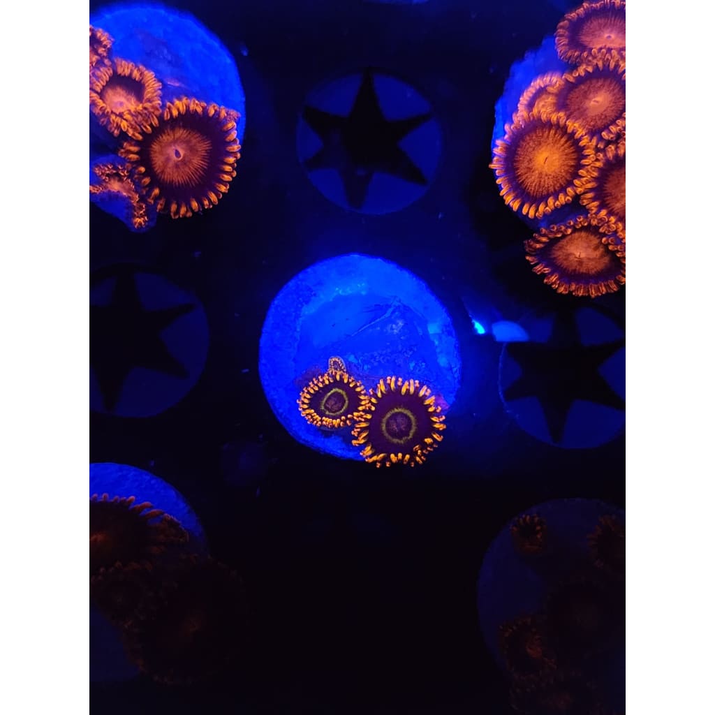 Rainbow Hornet Zoanthid Frag WYSIWYG!