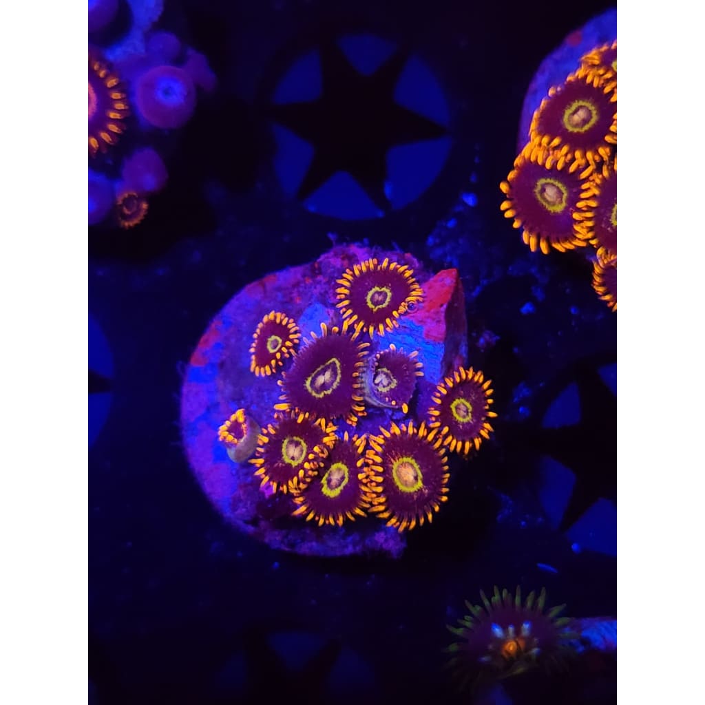 Rainbow Hornet Zoanthid Frag WYSIWYG!