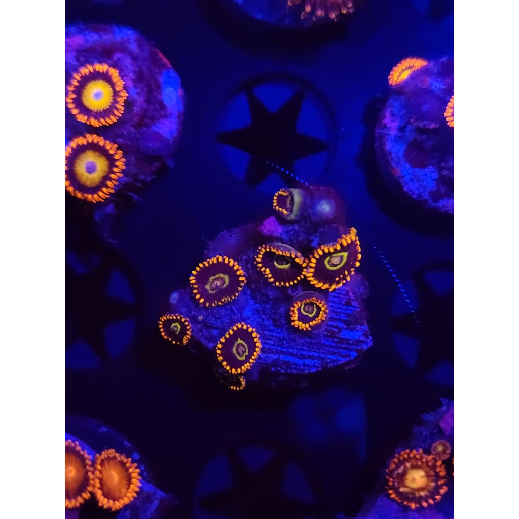 Rainbow Hornet Zoanthid Frag WYSIWYG!