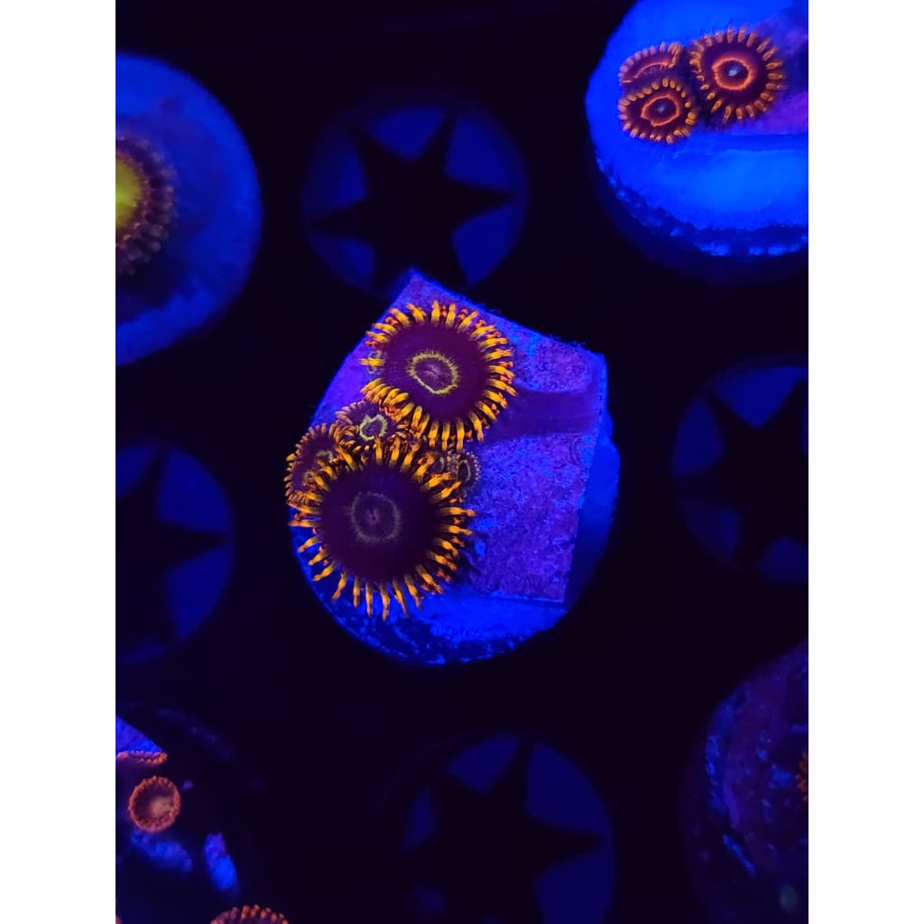 Rainbow Hornet Zoanthid Frag WYSIWYG!