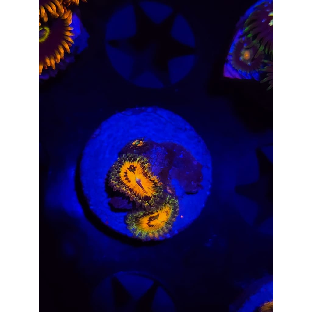 Rainbow Incinerator Zoanthid Frag WYSIWYG!