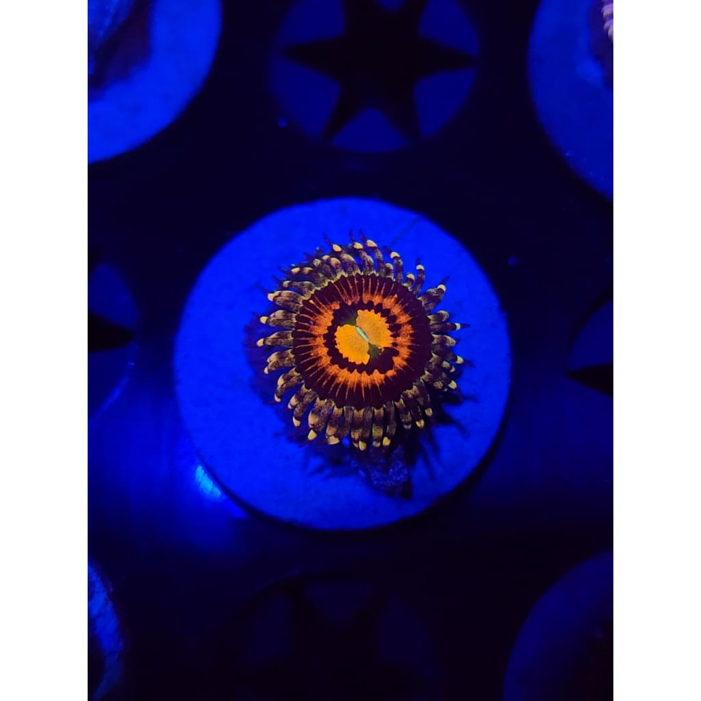 Rainbow Incinerator Zoanthid Frag WYSIWYG!