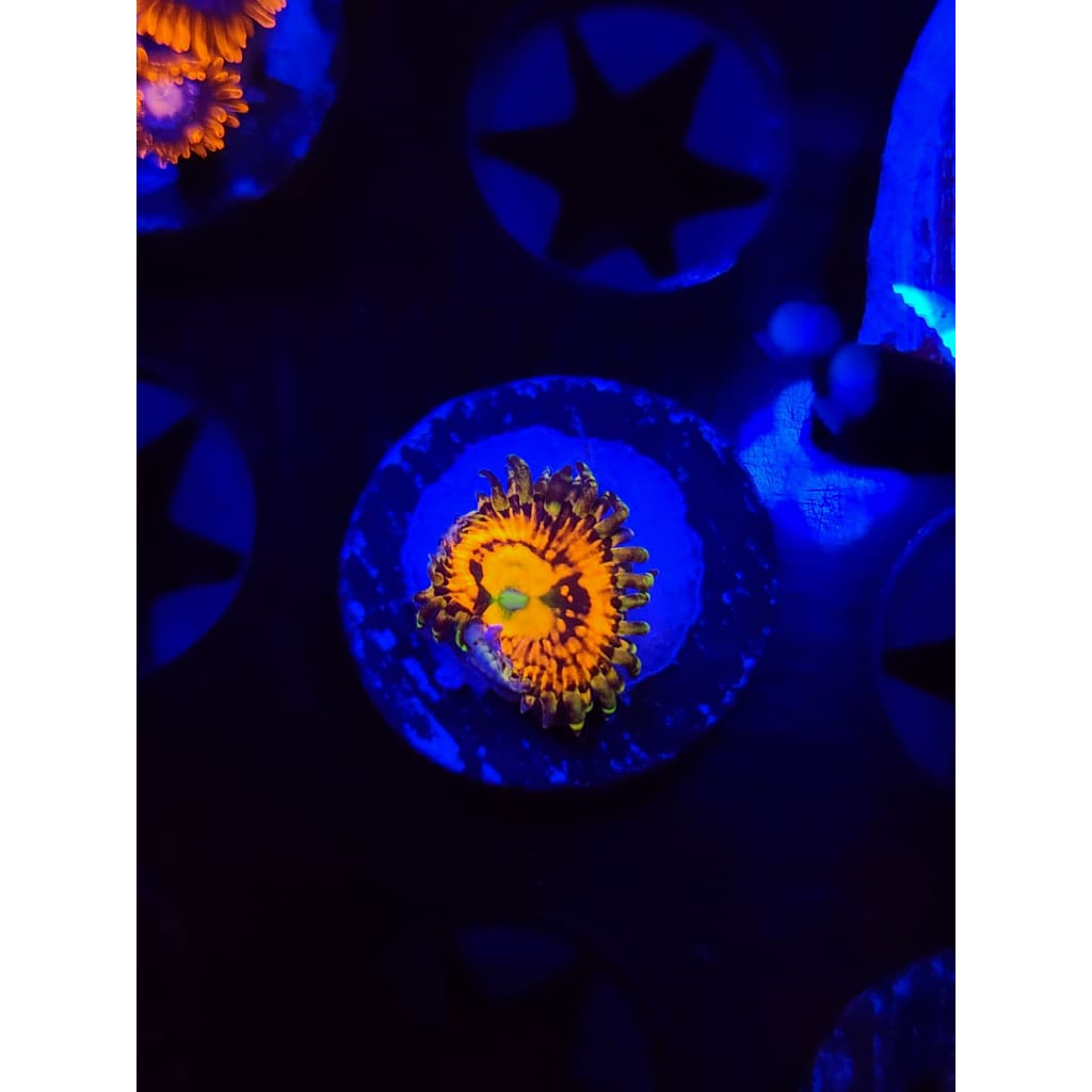 Rainbow Incinerator Zoanthid Frag WYSIWYG!