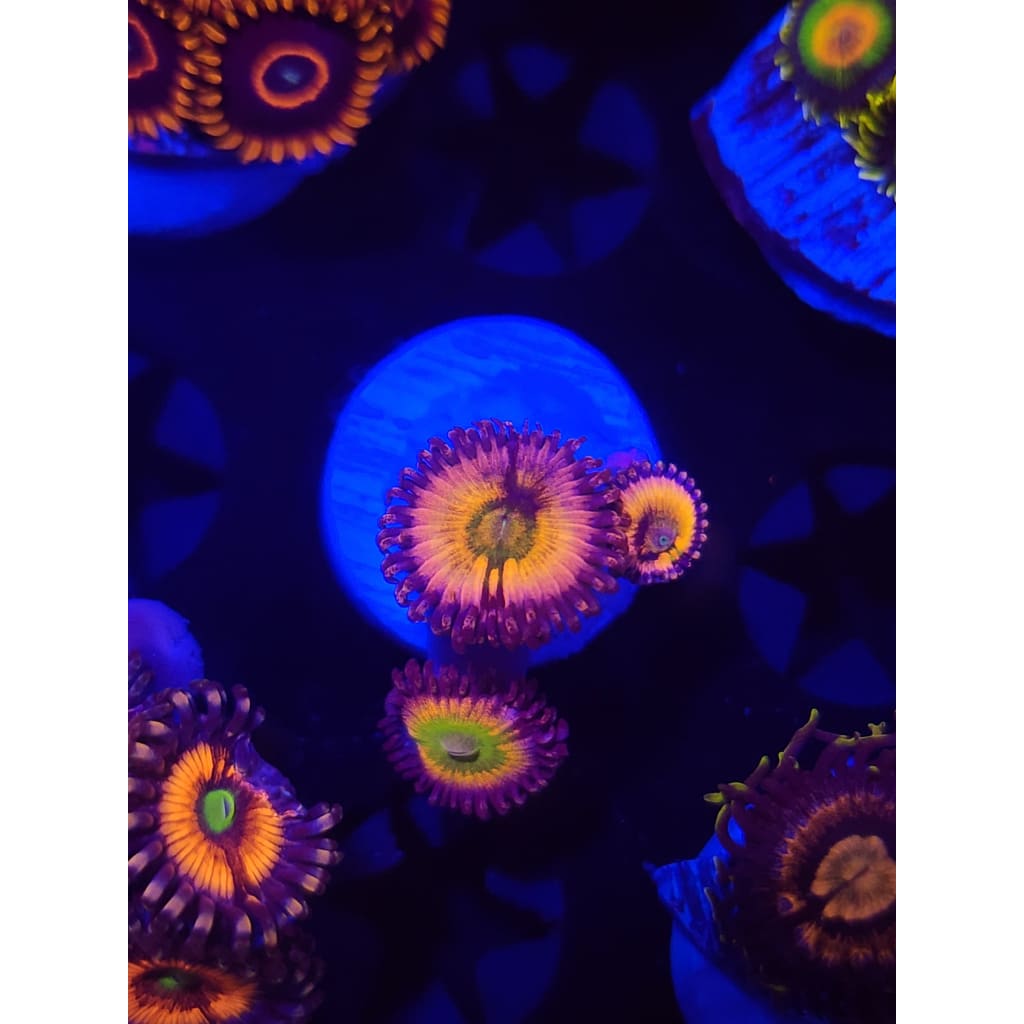 Rainbow Infusion Zoanthid Frag WYSIWYG!