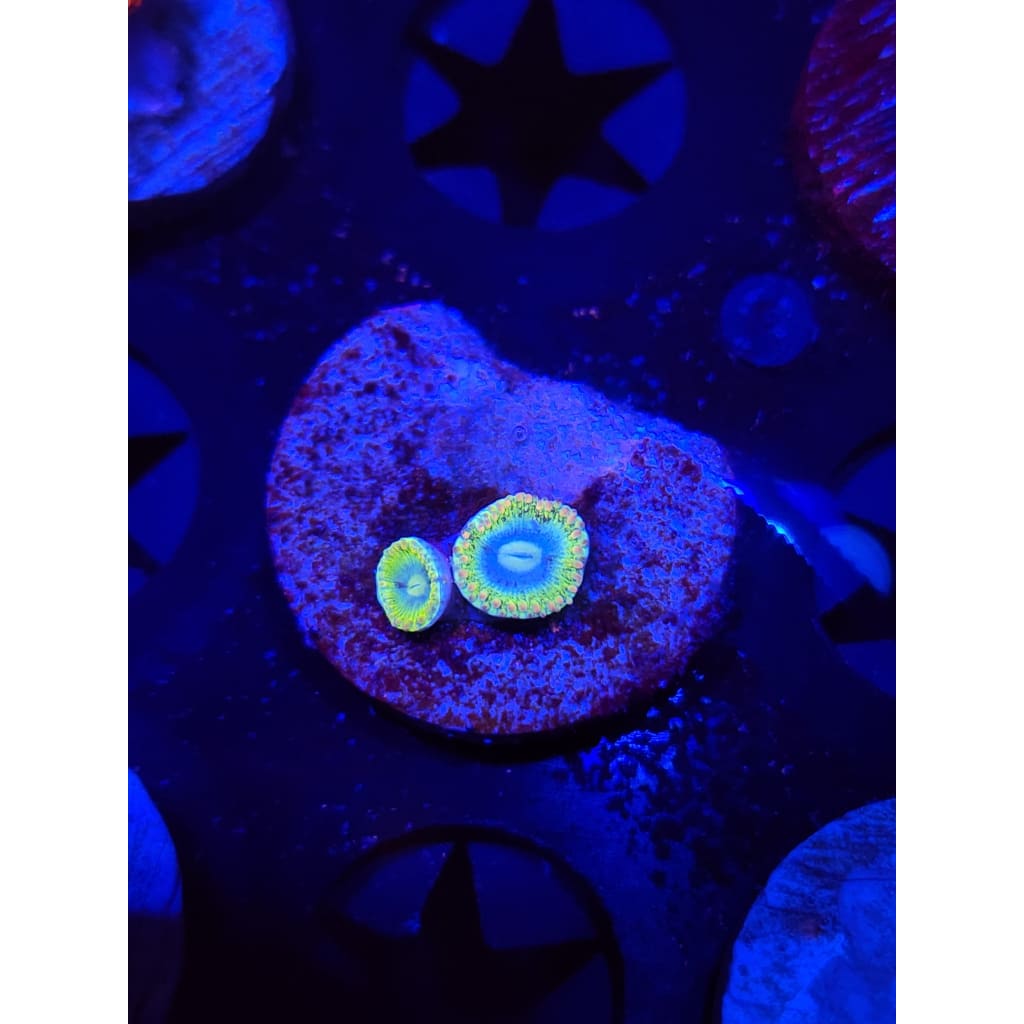 Rainbow Rhino Zoanthid Frag WYSIWYG!