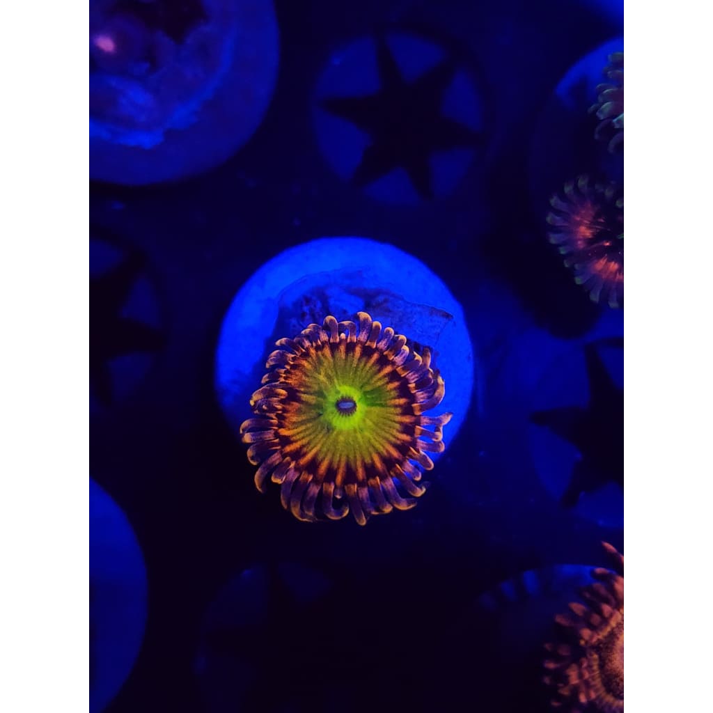 Rainbow Trolls Zoanthid Frag WYSIWYG!