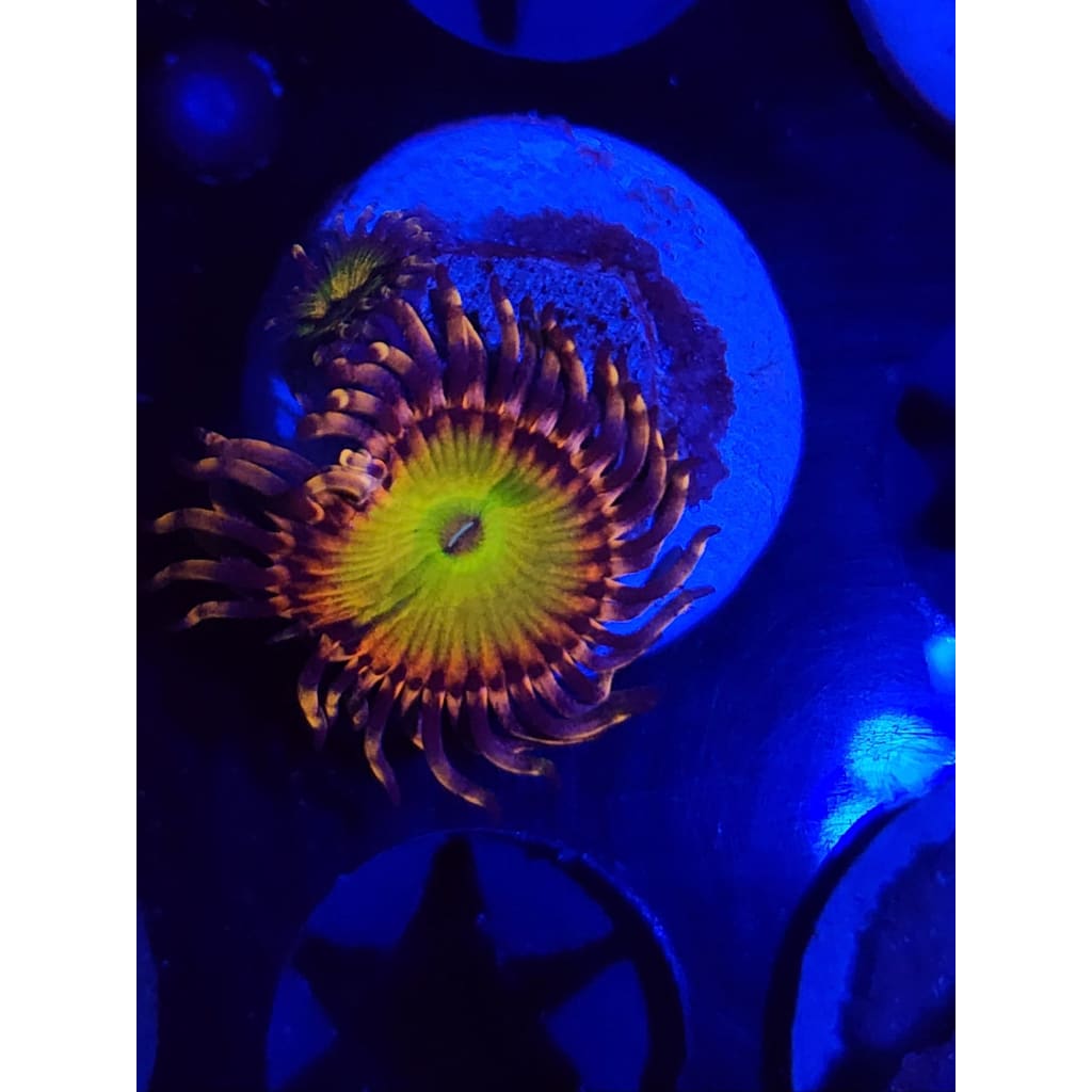 Rainbow Trolls Zoanthid Frag WYSIWYG!
