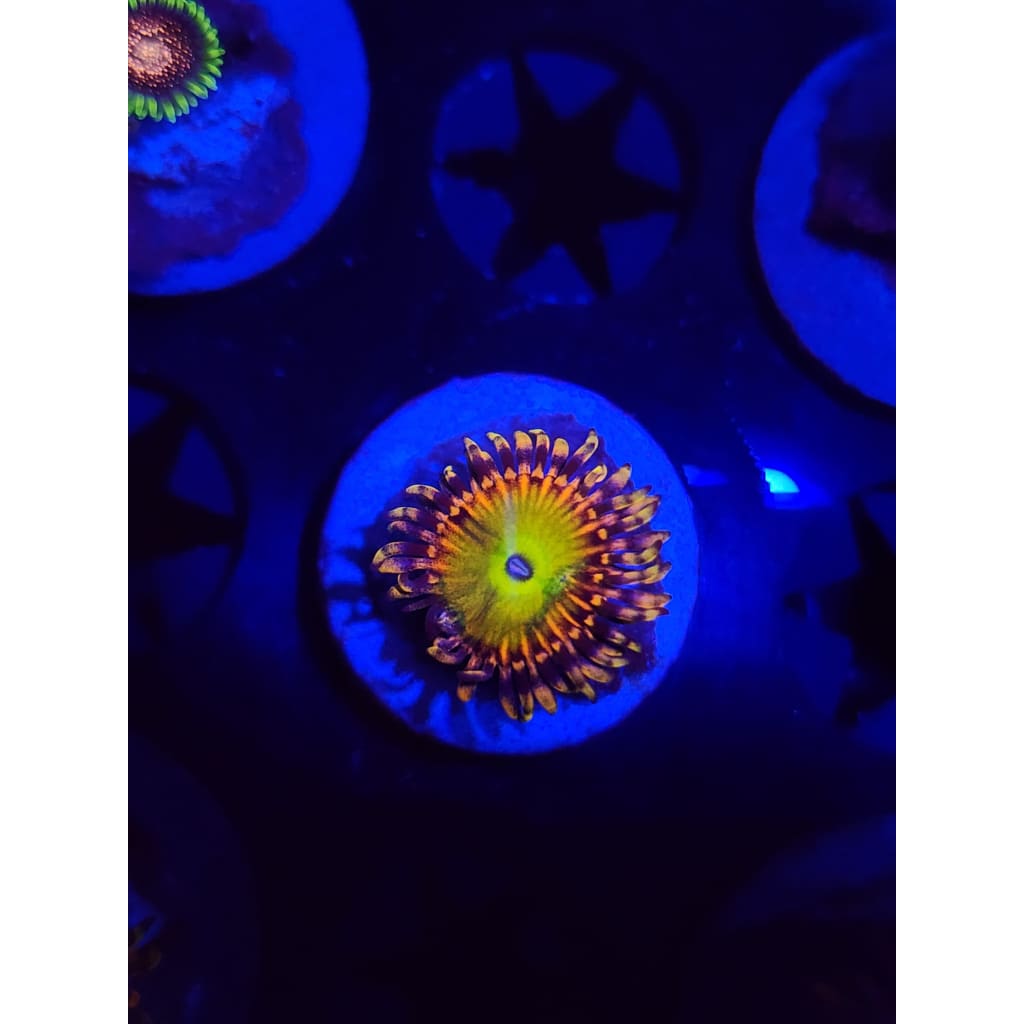Rainbow Trolls Zoanthid Frag WYSIWYG!