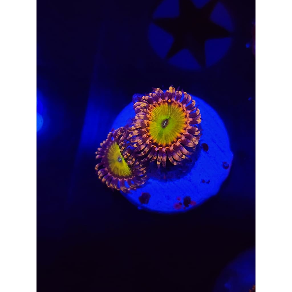 Rainbow Trolls Zoanthid Frag WYSIWYG!