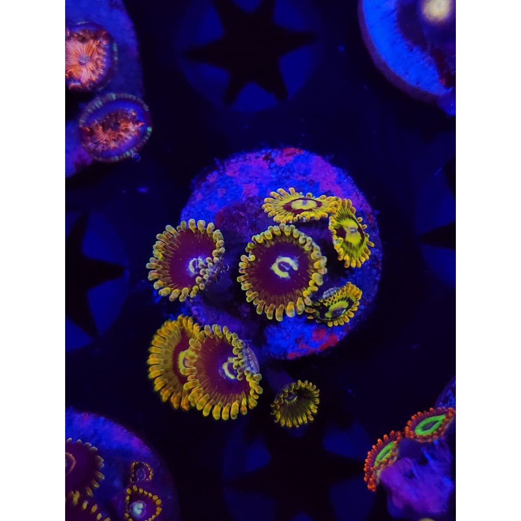 Rainbow Yoda Zoanthid Frag WYSIWYG!