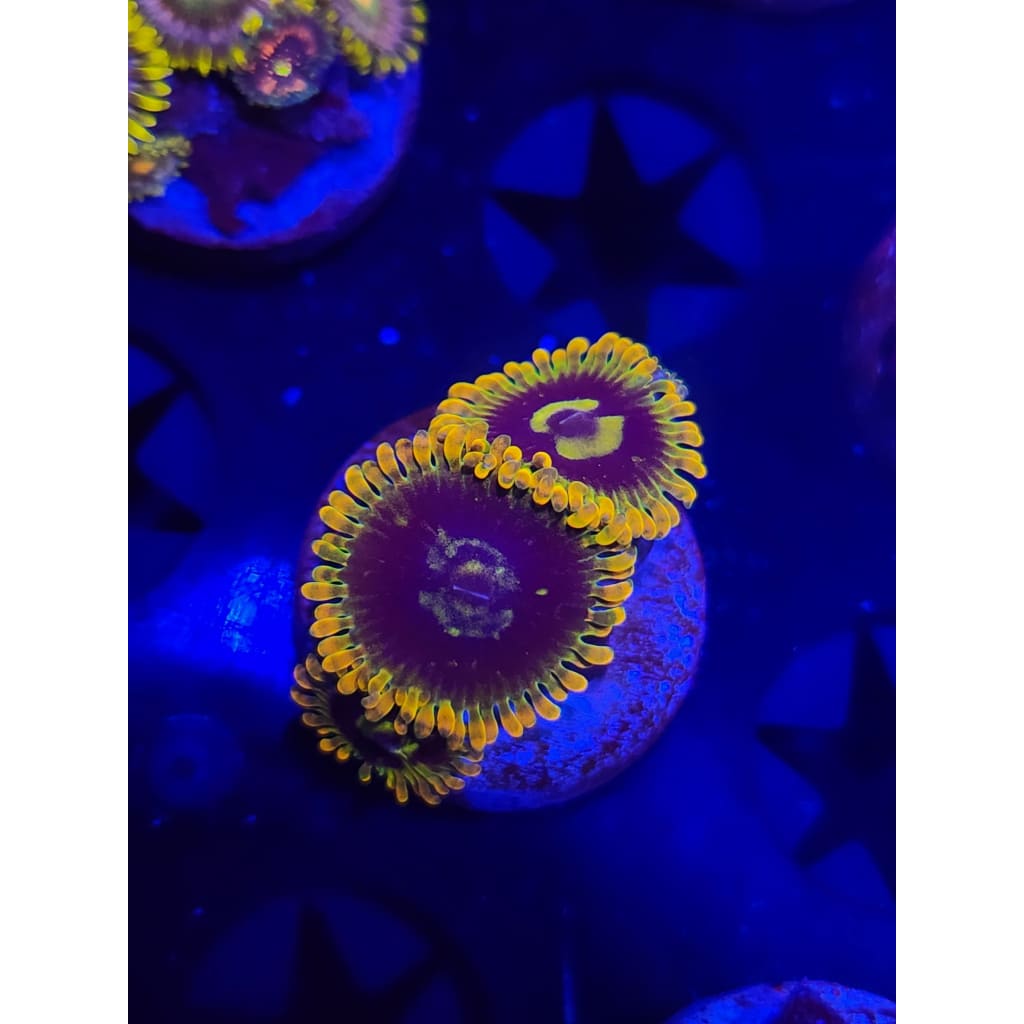 Rainbow Yoda Zoanthid Frag WYSIWYG!