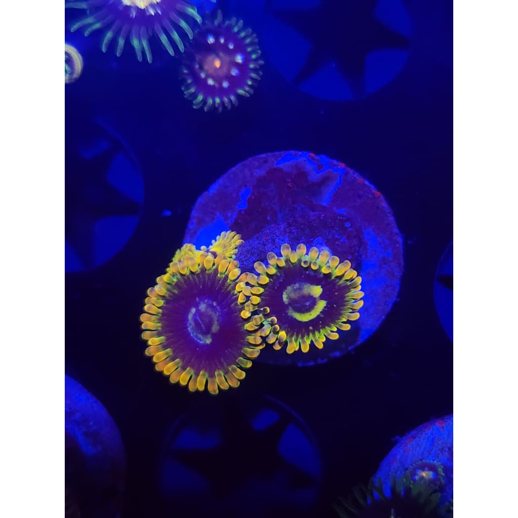 Rainbow Yoda Zoanthid Frag WYSIWYG!