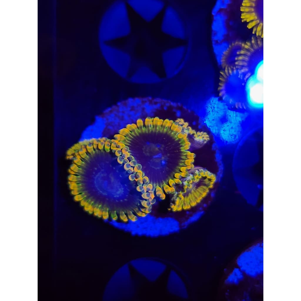 Rainbow Yoda Zoanthid Frag WYSIWYG!
