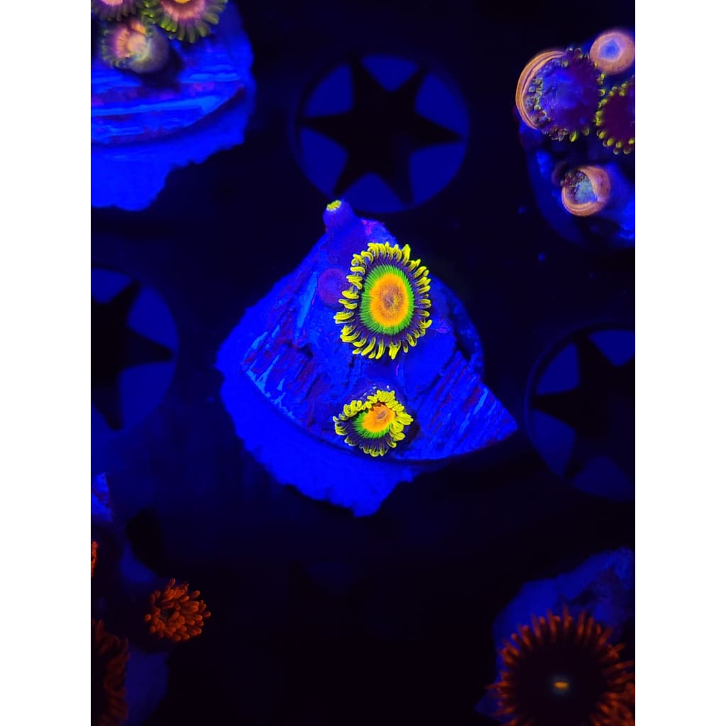 Rasta Zoanthid Frag WYSIWYG!