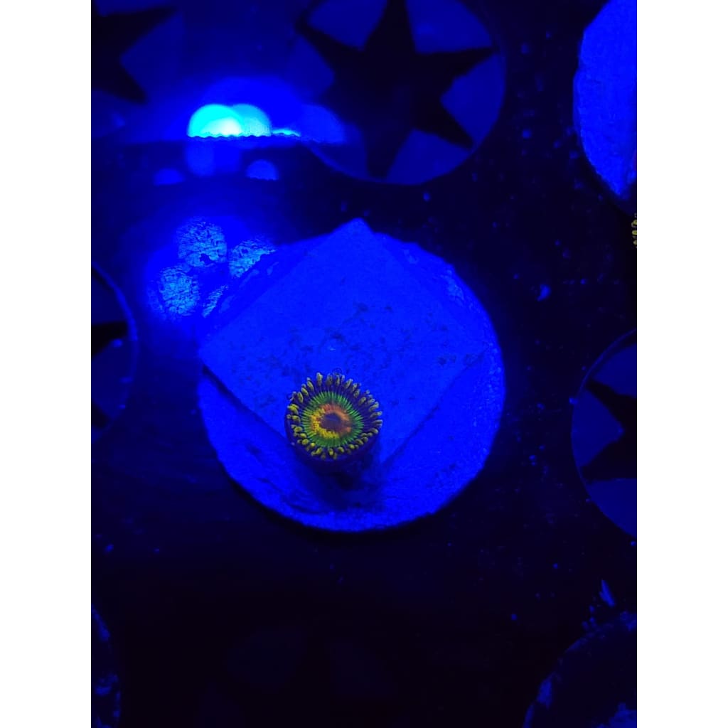 Rasta Zoanthid Frag WYSIWYG!