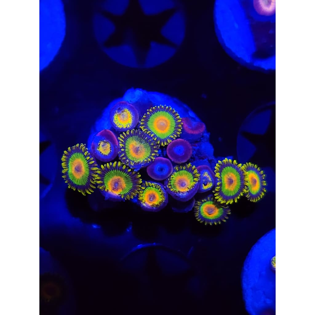 Rasta Zoanthid Frag WYSIWYG!