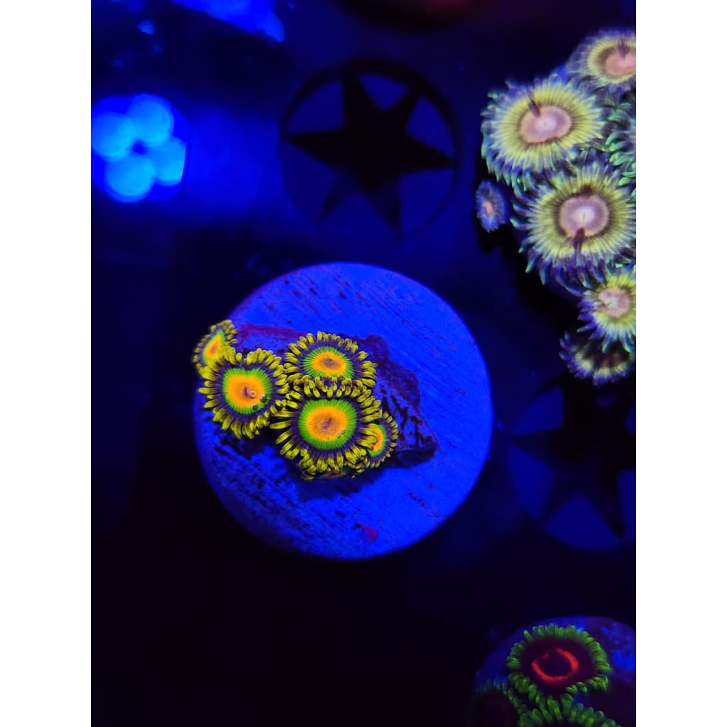 Rasta Zoanthid Frag WYSIWYG!