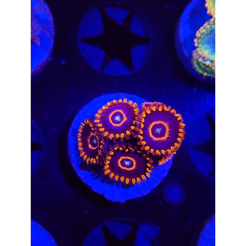 Red Hornet Zoanthid Frag WYSIWYG!