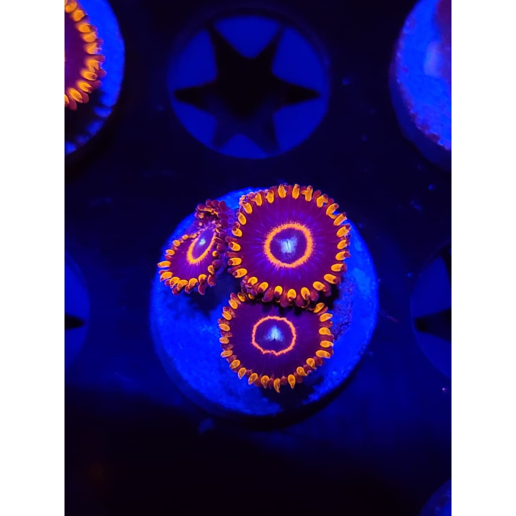 Red Hornet Zoanthid Frag WYSIWYG!
