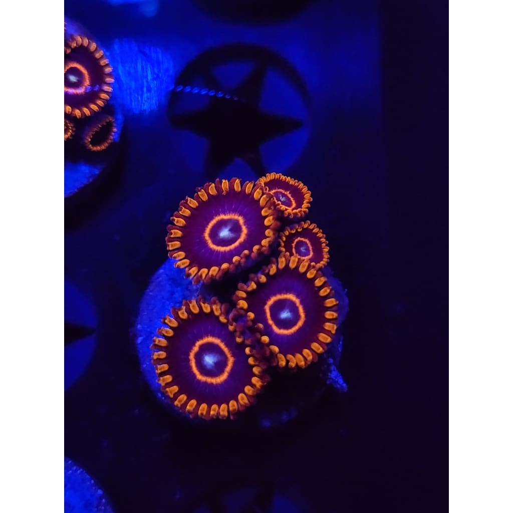 Red Hornet Zoanthid Frag WYSIWYG!