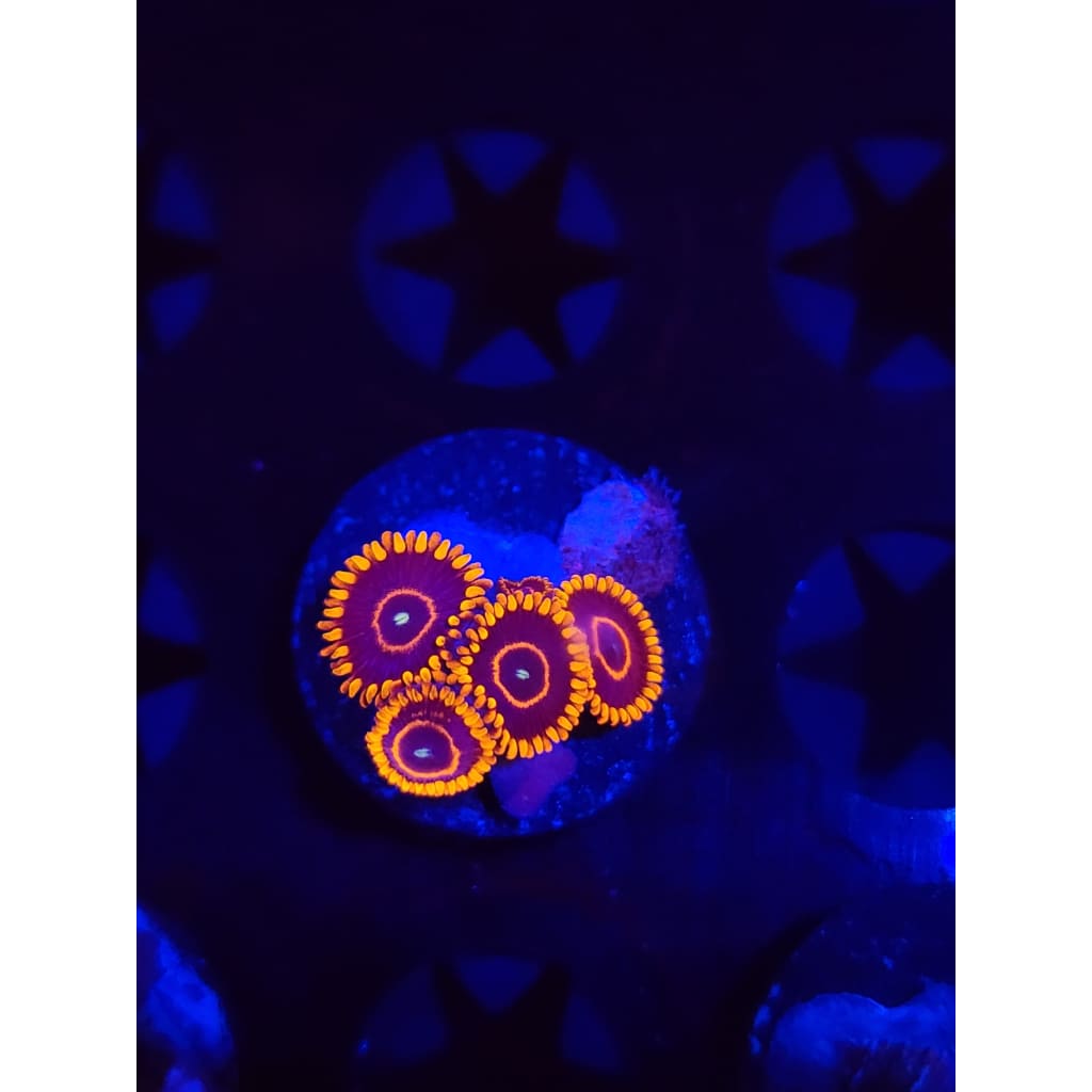 Red Hornet Zoanthid Frag WYSIWYG!