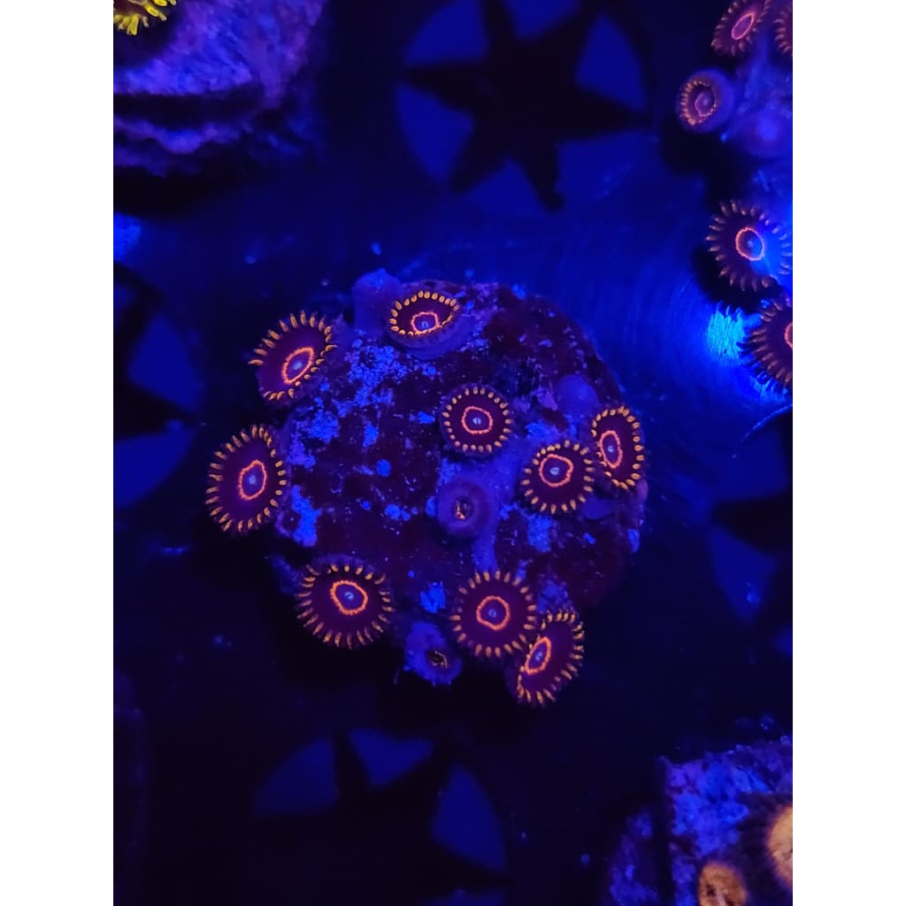Red Hornet Zoanthid Frag WYSIWYG!