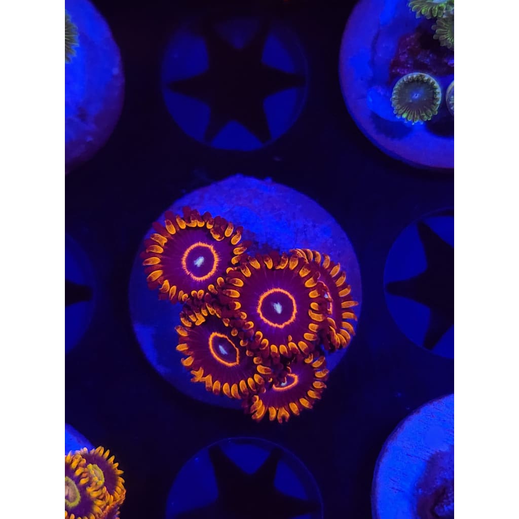 Red Hornet Zoanthid Frag WYSIWYG!