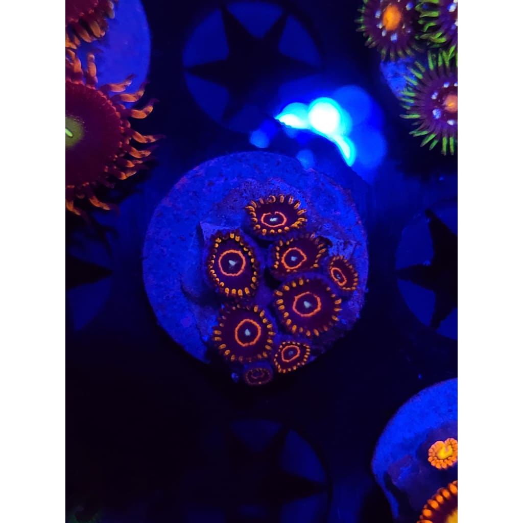 Red Hornet Zoanthid Frag WYSIWYG!