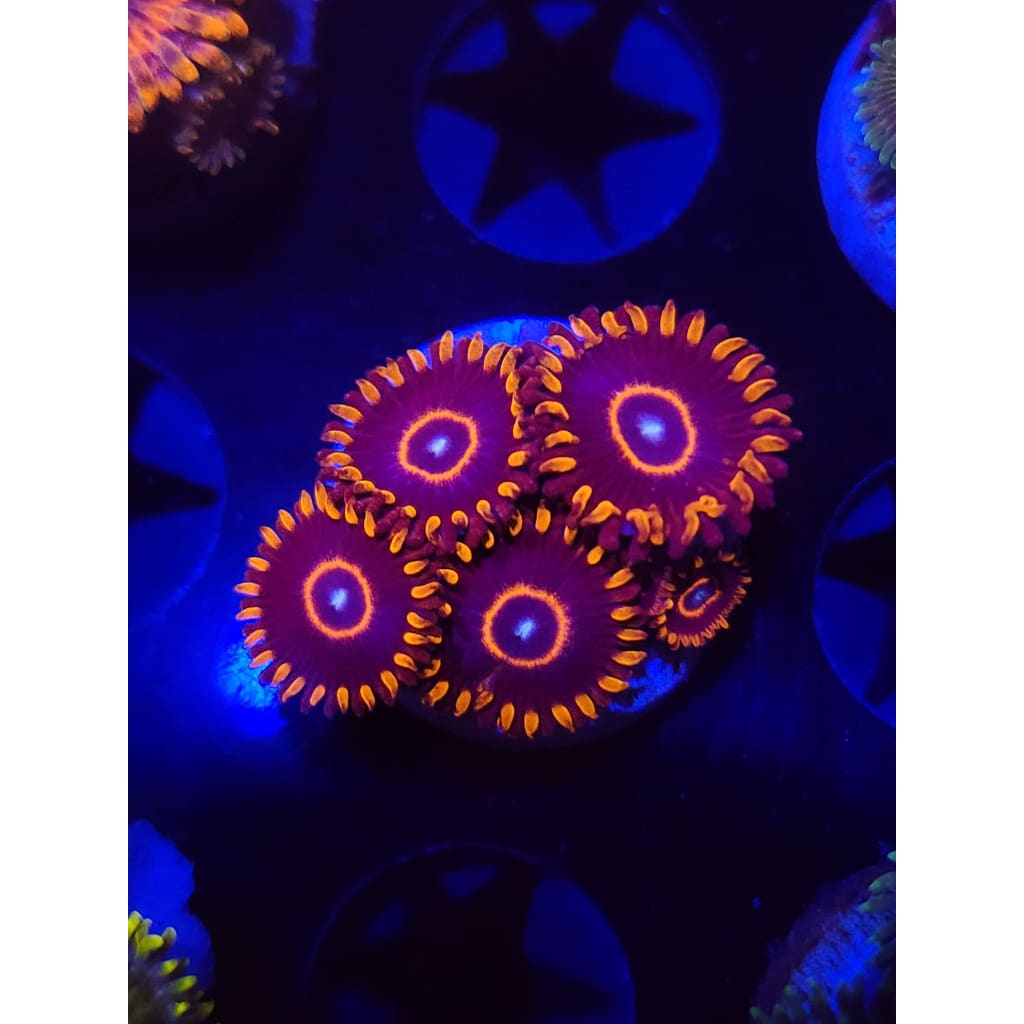 Red Hornet Zoanthid Frag WYSIWYG!